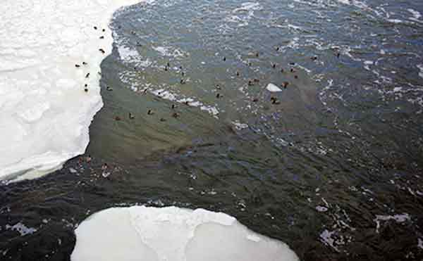 В Курганской области в реке обнаружили труп несовершеннолетнего