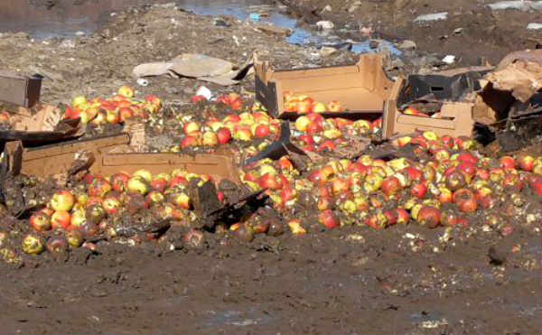 В Кургане на свалке раздавили 843 килограмма санкционных яблок