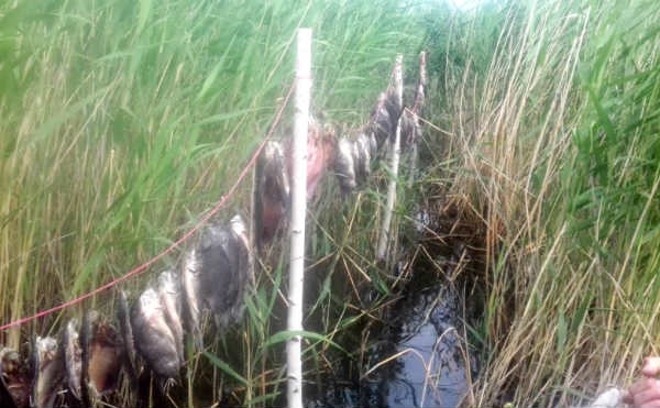 В Курганской области браконьер сушил незаконный улов в камышах