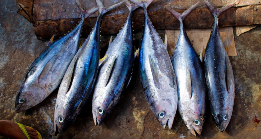 Делаю балык из скумбрии: Гости просят рецепт нежной рыбной вкуснятины
