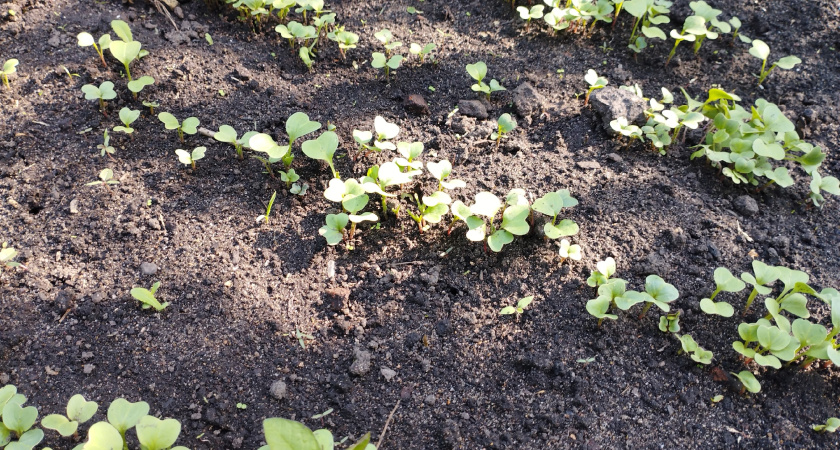 Осенью присыпаю грядки в теплице 1 стаканом копеечного «порошка»: за зиму почва сама оздоравливается - мой хитрый метод