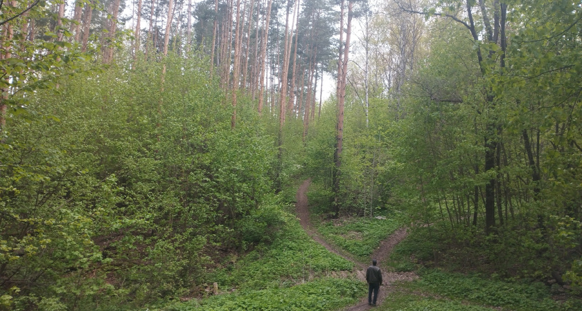 В лесах Курганской области снова можно гулять без ограничений