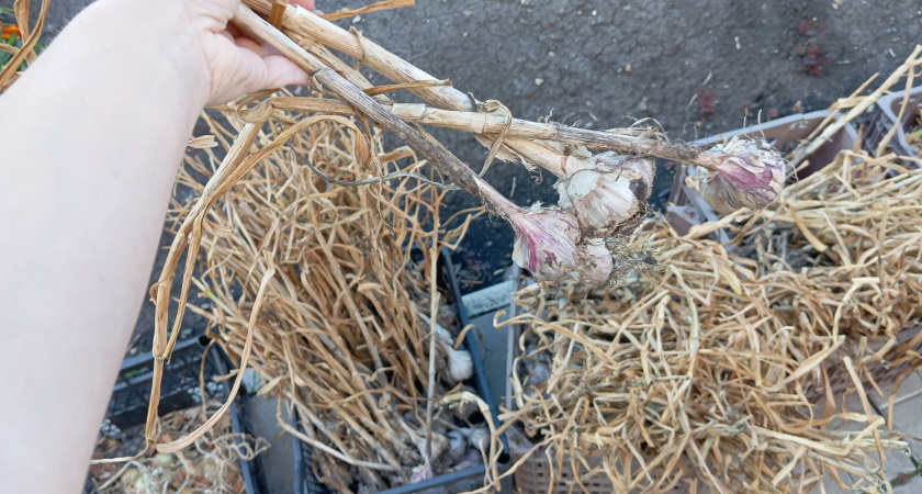 Никогда не сажаю сюда чеснок: называю 7 мест верной гибели урожая - проверено на себе