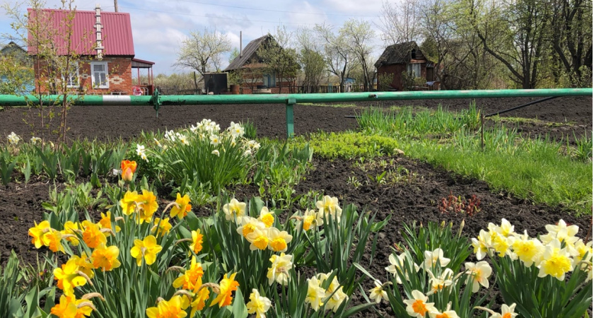 Весь сезон сорняков в саду почти нет: испробовала кучу способов - честно рассказываю, что сработало 