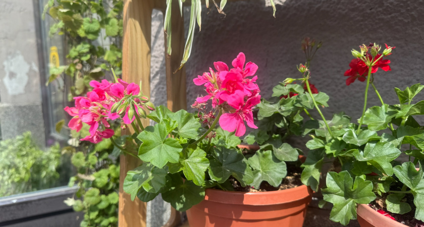 Прищипываю герань особым способом: побеги в разные стороны – пышное цветение не унять