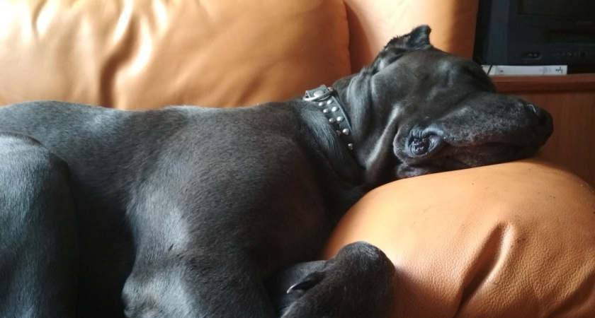 Запах не перебить ни одним шампунем: 12 пород собак, которые могут вонять даже при должном уходе - подумайте, прежде чем заводить