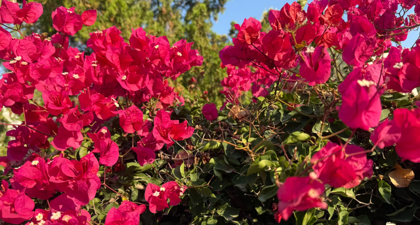 Бросил 5 семян многолетних цветов в землю осенью: соседи весной ахнули от моего цветущего участка - рассказываю, что посеял