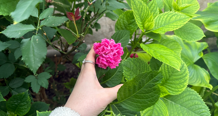 Формирую гортензии осенью строго по видам: 5 ошибок лишат цветения на год - лучшее время для этого в октябре  