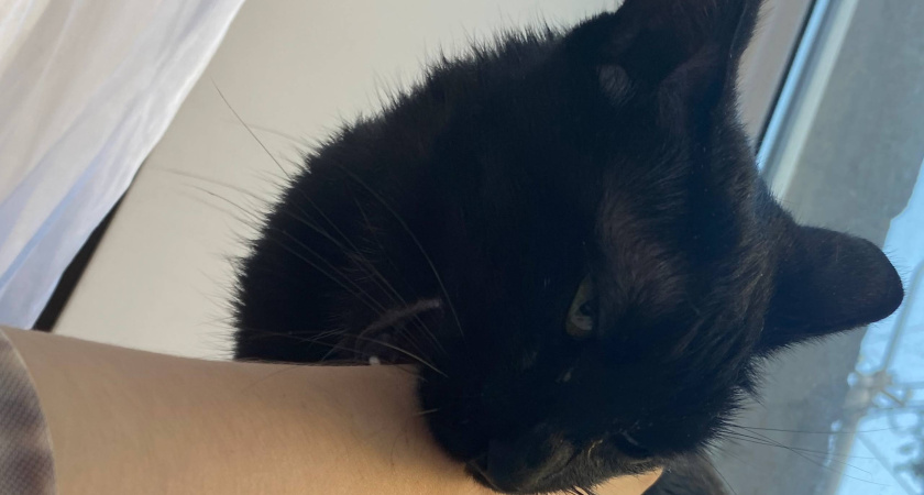 Почему кошка сначала лижет, а потом резко кусает руку хозяина: важные сигналы питомца - запомните это на всю свою жизнь