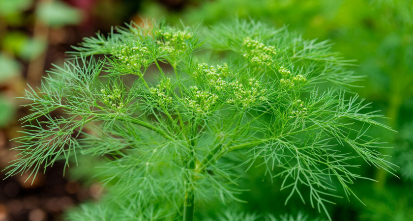 Забыл про тонкий укроп благодаря подзимнему посеву в октябре: ранней весной кусты на грядках все в зелени - как в июне