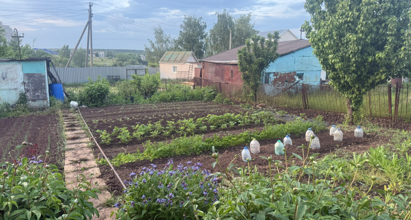 В октябре закопала лавровый лист в огороде — и спокойна всю зиму: делаю так каждую осень, эффект радует много лет
