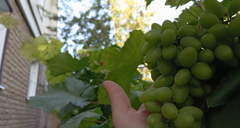 Китайский виноград с неоднозначным вкусом резко подешевел в курганских магазинах