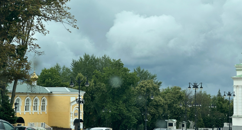 На смену старым елям на улице Ленина в Кургане высадили новые