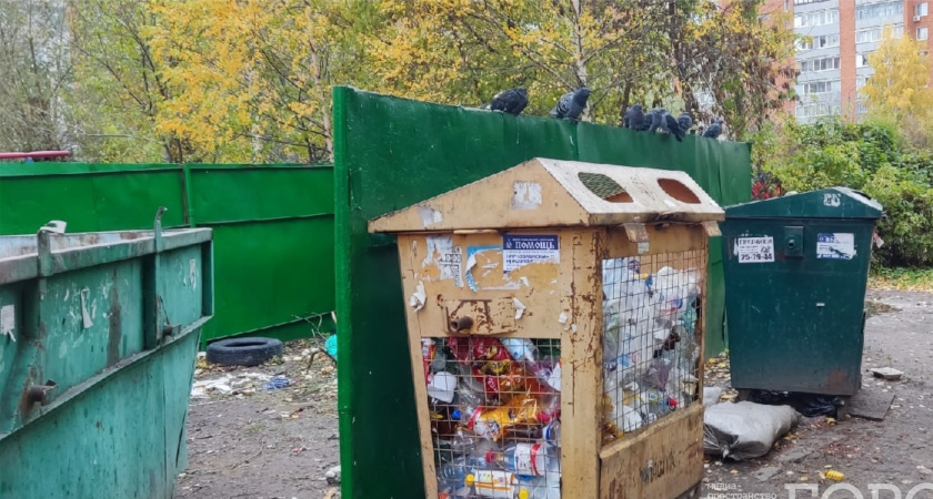 Курганцы жалуются на грызунов и птиц