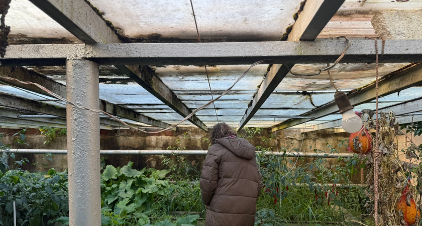 Осенью распыляю по теплице 1 стакан такого «порошка»: за зиму почва сама оздоравливается - работает лучше и дешевле навоза