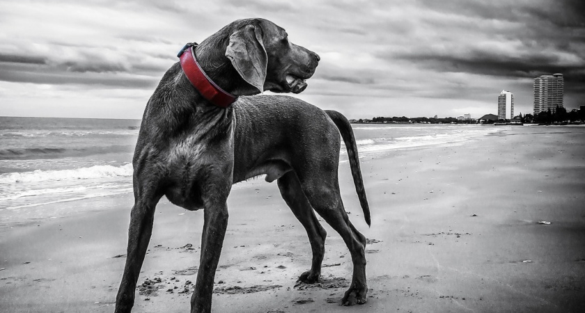 Мышцы, нервы и оскал: 6 пород собак с мужским характером - слабакам лучше не смотреть в их сторону