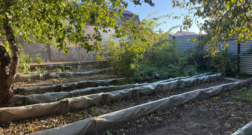 Перед заморозками - обязательно: скашиваю осенние сидераты в 3 этапа - грунт весной мягче масла