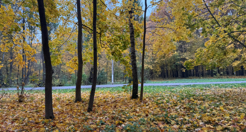 Прокуратура взяла на контроль благоустройство территории парка