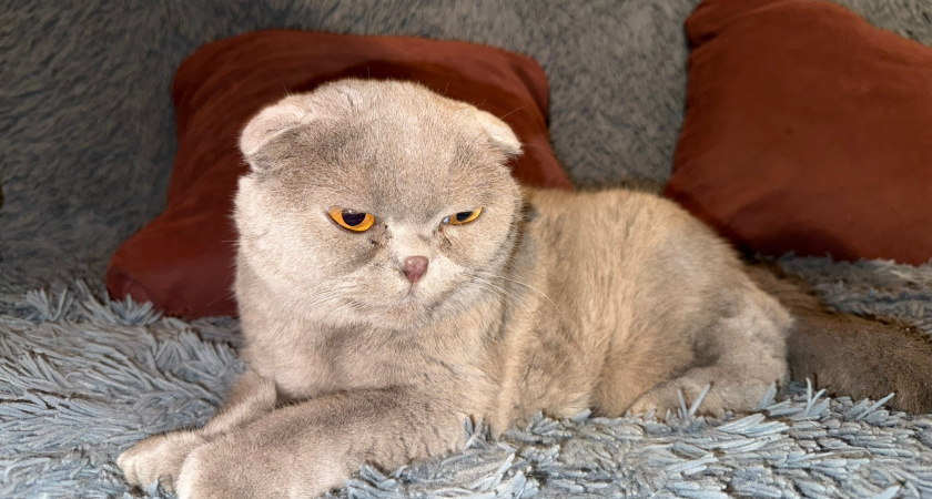 Снимайте его немедленно: ветеринары назвали вещь, которая стоила жизни тысячам кошек – а мы заставляем их это носить