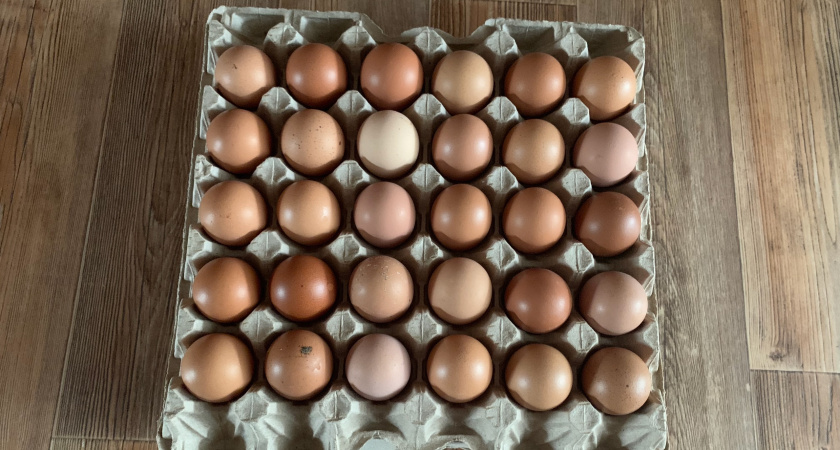 Треснувшая скорлупа, а внутри антибиотики вместо желтка: эти куриные яйца попали в черный список Роскачества
