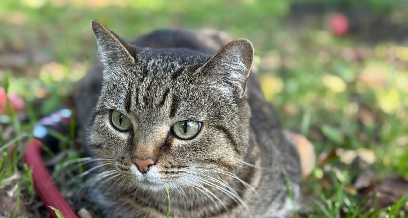 Порода больше не важна: настоящий характер кошки зашит в её окрасе — вот как его расшифровать