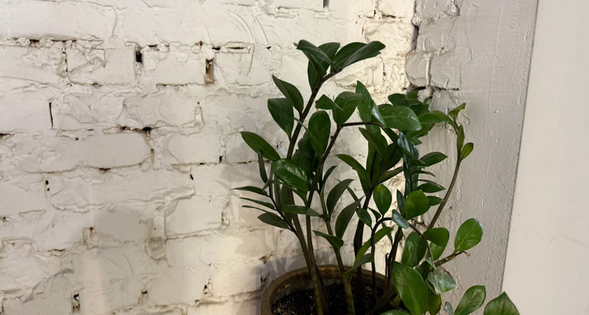 Замиокулькасу для цветения — обязательно: устраиваю витаминный "душ" на листья — и суккулент тянет счастье в дом