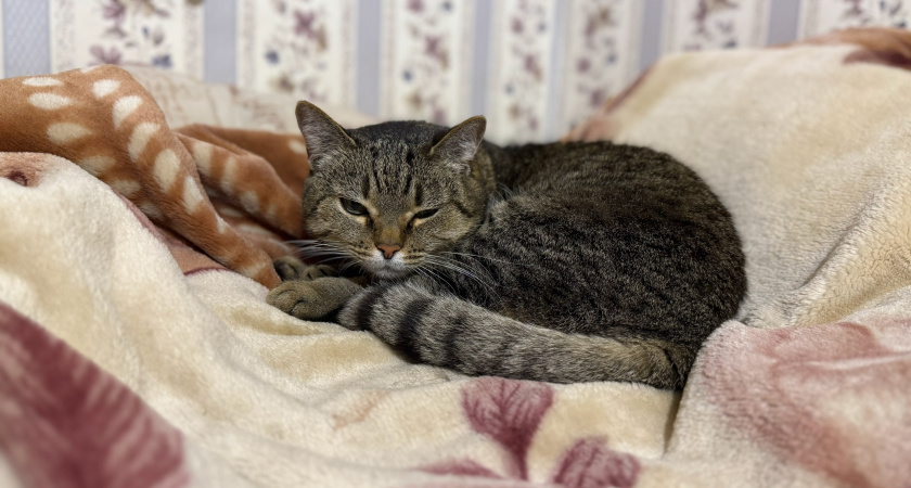 Кошка прощается с хозяином навсегда: увидеть такие знаки очень просто - четкие сигналы тем, кто умеет их считывать