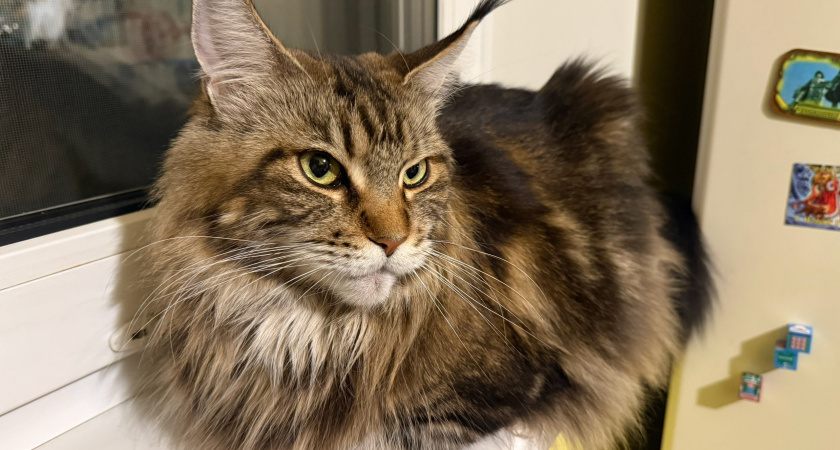 Титаны кошачьего мира: 10 самых сильных пород кошек - дадут фору любому дворовому коту