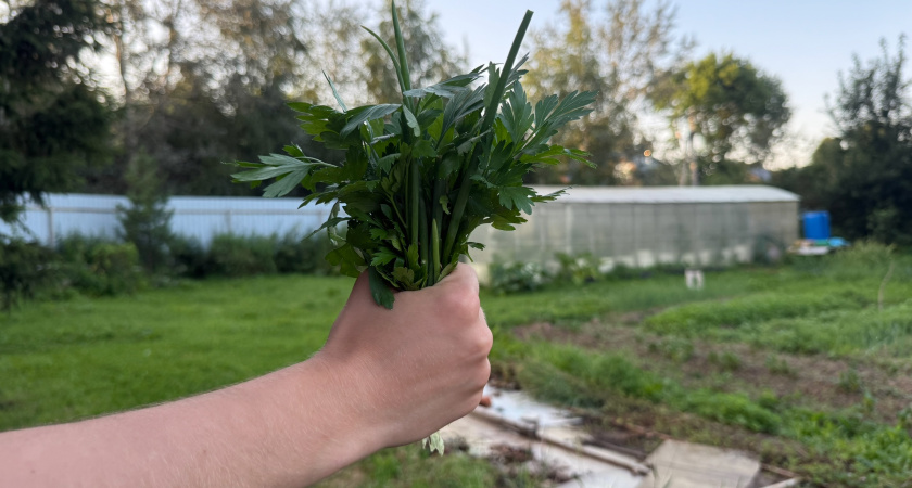 В начале ноября сажу севок под зиму «ленивым» мостовым способом: весной мощные перья и ядрёная зелень - соседям на зависть