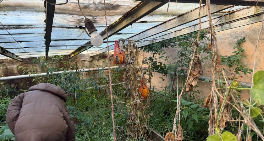 Перед заморозками делаю удобрение с эффектом «от сорняков»: горсть на почву — и вездесущая мокрица уходит без прополки