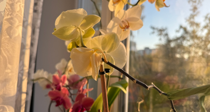 Поливаю орхидею японским способом: 3 капли чесночного сока в горшок - любуюсь цветущим подоконником всю зиму