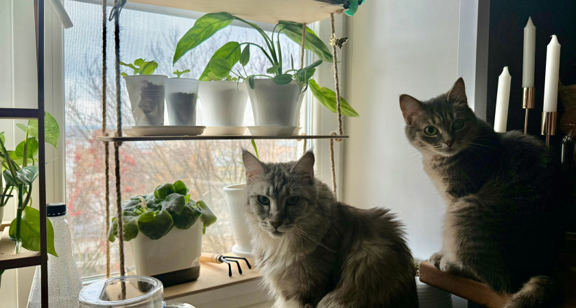 Кошка говорит "привет", а вы её оскорбляете: зоопсихолог рассказал как правильно понять приветствия питомца - считают только внимательные