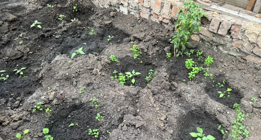 Каждый ноябрь делаю этот ритуал: раскладываю на грядке «ёжики» и весной морковь пробивается на 2 недели раньше