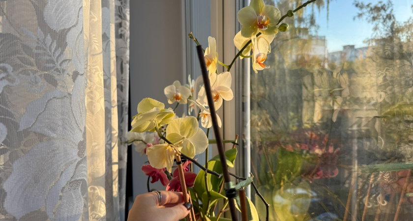 Уже хотела выбросить чахлую орхидею: напоследок устроила "янтарное" погружение и получила 2 крепких цветоноса одним выстрелом