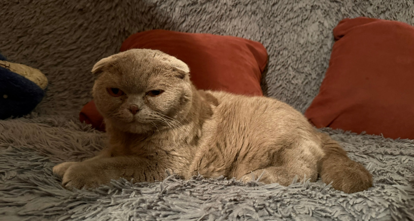 Неделю ходят в стрессе: зоопсихологи назвали 1 привычку хозяев, которая бьёт по здоровью кошек и доставляет удовольствие нам 