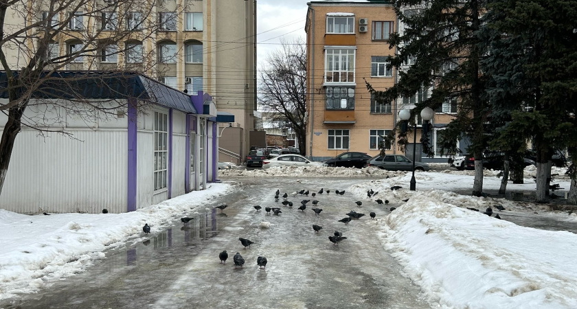 У курганца Олега Кошеля делом всей жизни стали декоративные голуби