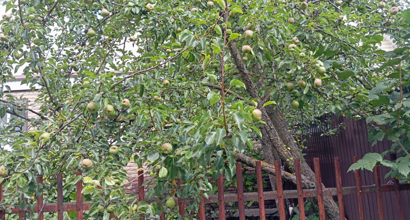 Побелка и рубероид в прошлом. Обматываю стволы яблонь в ноябре 3 способами - не страшны ни морозы, ни мыши