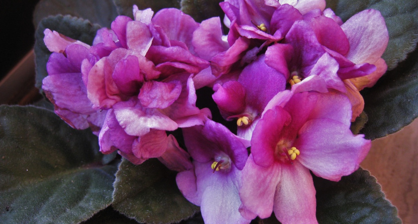 Фиалка зацветет букетом и исчезнут все «лысины»: делаю только 1 хитрый трюк