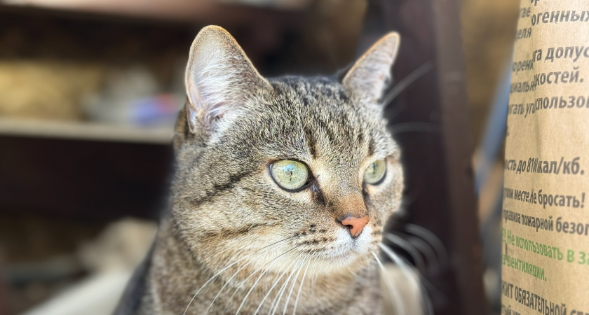 Не 1 и не 3: сколько раз в день правильно кормить кошку - от этого все проблемы