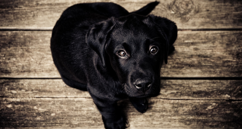 В вопросе поставили жирную точку: сухой корм или сырое мясо - ветеринары назвали самую полезную еду для собак 