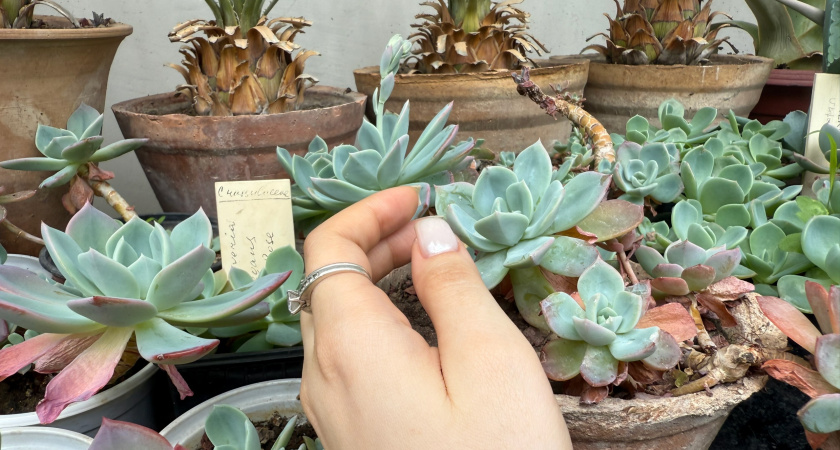 Пипетку под замиокулькас и клубни рвут горшок на части: выпускают целый лес новых побегов всю зиму