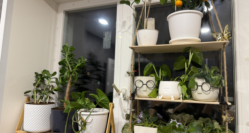 Отказался в ноябре от 1 подкормки декабриста: цветок забыл о зеленой массе и со всех сил пустился в цветение