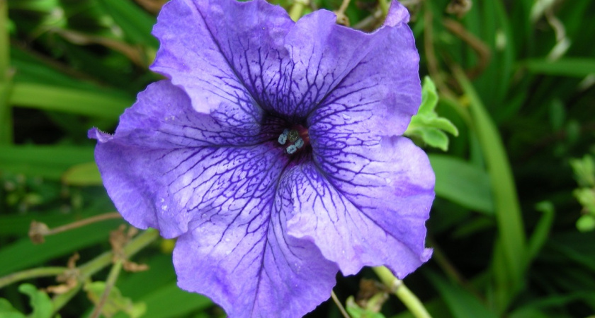 Делаю 3 действия при рассаде петунии: простая пикировка с раствором - и новые побеги прут как сумасшедшие