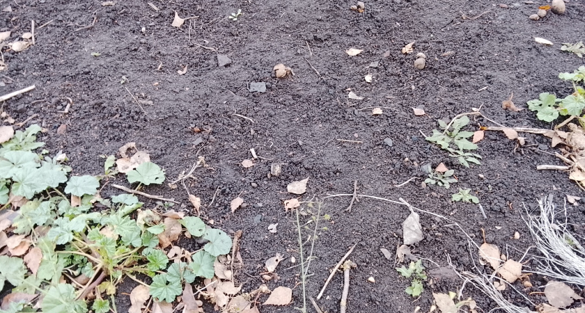 После первых заморозков занимаюсь компостом: через полгода получаю живую почву - все дело в фосфорной подкормке