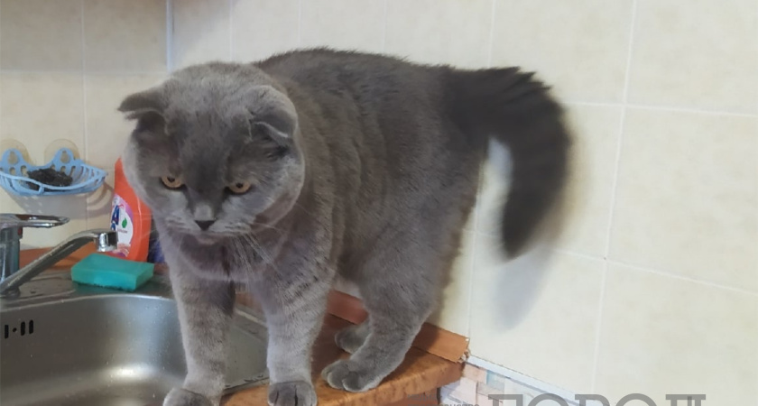 В Кургане 17 ноября ограничат подачу холодной воды на нескольких улицах