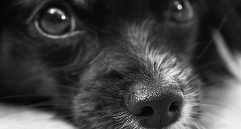 Вот как владельцу нужно извиниться перед собакой: зоопсихологи назвали правильный способ сказать питомцу "прости" - мало кто об этом знает