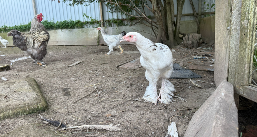 В Курганской области стали чаще прививать птиц после резкого спада