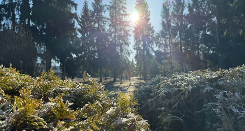 "Зимой и снегом даже не пахнет": какая погода будет в Курганской области на этой неделе