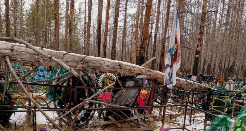 "Деревья падают на могилы": жители Кургана в ярости от ужасного состояния кладбища в Чистопрудном