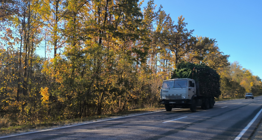 Из Курганской области осенью вывезли 3,4 тысячи сосен